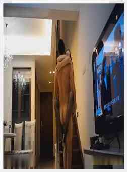 从沙发上一直操到楼梯上对白淫荡