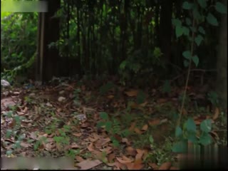 两个美女深入匪窝身份暴露 惨遭土匪脱光衣服吊打蹂躏