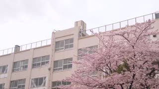 文科系女友被笨蛋體育老師教師睡走、變成誰都能中出的婊子 一條美緒 MKON-017