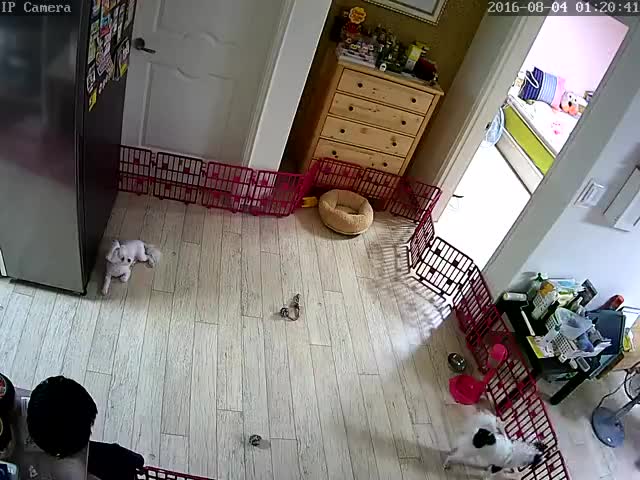 ZAY21052103~1~居家摄像头2~RecNomal 16 08 04 00 18 22