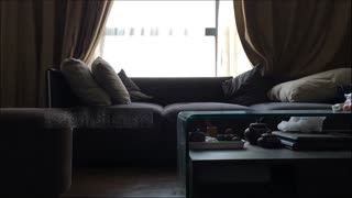 [国产精选] 呆哥 沙发上爆插东航空姐~金色的阳光洒在空姐身上~