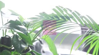 老公現出的國寶級H罩杯 人妻內衣老公公認中出懇願3連發 DTT-049