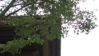 看到母親再婚對象侵犯姊姊的正太勃起 高橋聖子 MIDE-777